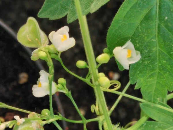 Cardiospermum halicacabum, pianta da esterno