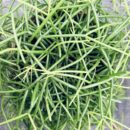 Rhipsalis Cashero