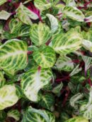 Iresine herbstii 'Variegated Heart'