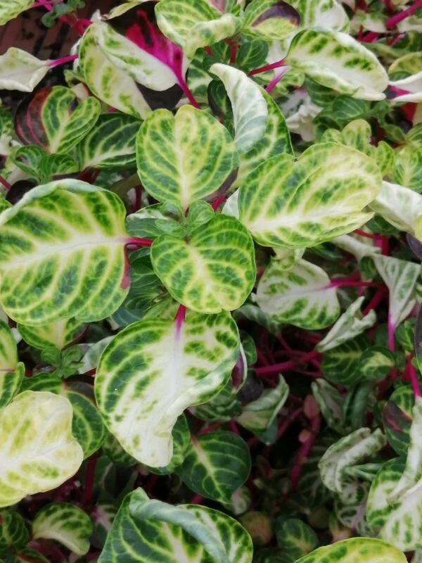 Iresine herbstii ‘Variegated Heart’, pianta da esterno