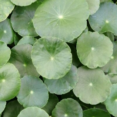 Centella asiatica 'Lucky Leaves'