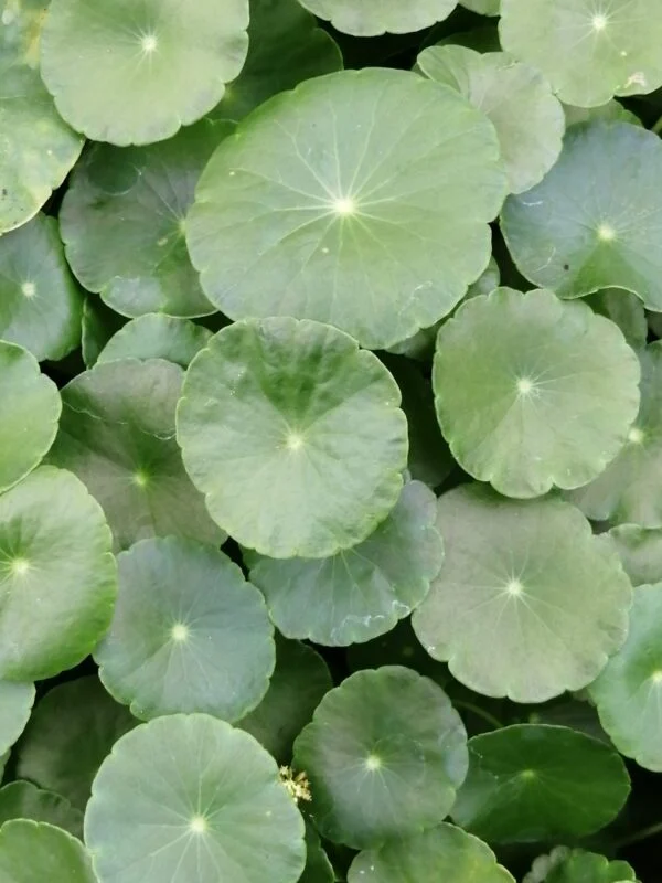 Centella asiatica 'Lucky Leaves', pianta da interno e da esterno