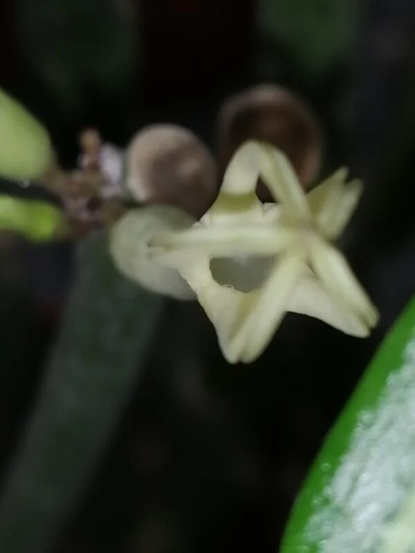 Ceropegia dichotoma, foto 2