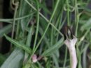 Ceropegia linearis subs.debilis