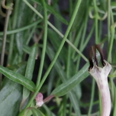 Ceropegia linearis subs.debilis