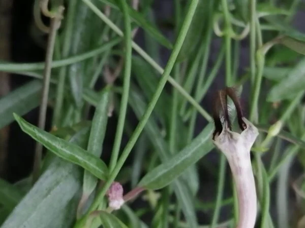 Ceropegia linearis subsp. debilis, pianta da interno