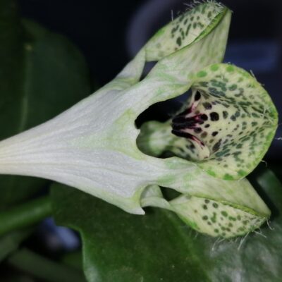 Ceropegia sandersonii