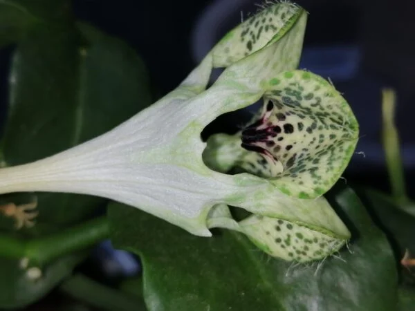 Ceropegia sandersonii, pianta da interno