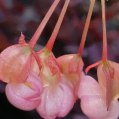 Begonia fuchsioides