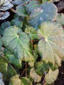 Begonia strigillosa , sin B. dedalea