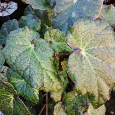 Begonia strigillosa , sin B. dedalea