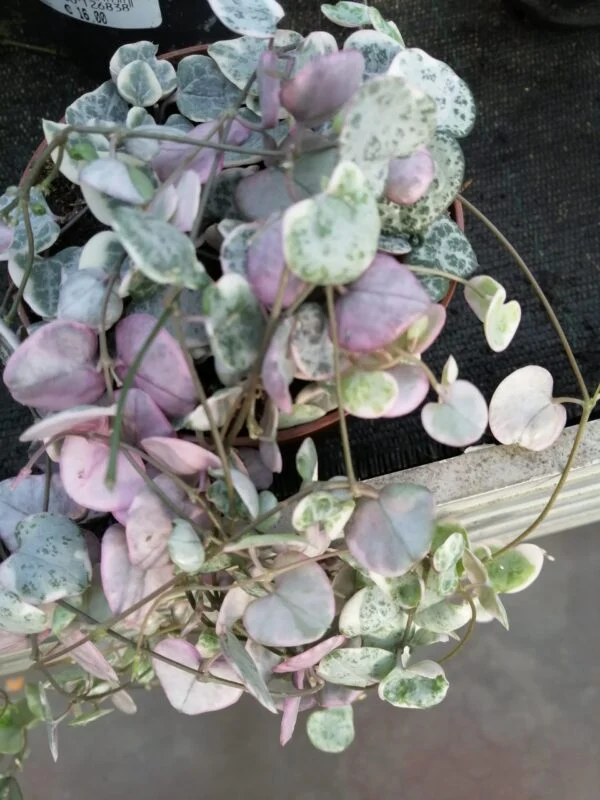 Ceropegia woodii ‘variegata’ big plant, foto 2