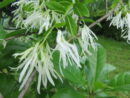 Chionanthus virginicus