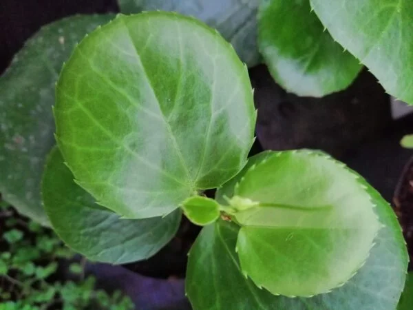 Cissus rotundifolia, pianta da interno