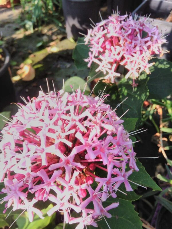 Clerodendron bungei, pianta da esterno