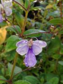 Clerodendron myricoides 'ugandese'