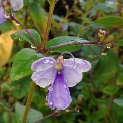 Clerodendron myricoides 'ugandese'