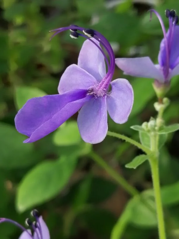 Clerodendrum myricoides 'Ugandense', foto 2
