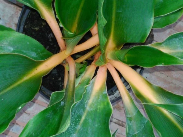 Chlorophytum amaniense 'Fire Flash', foto 3