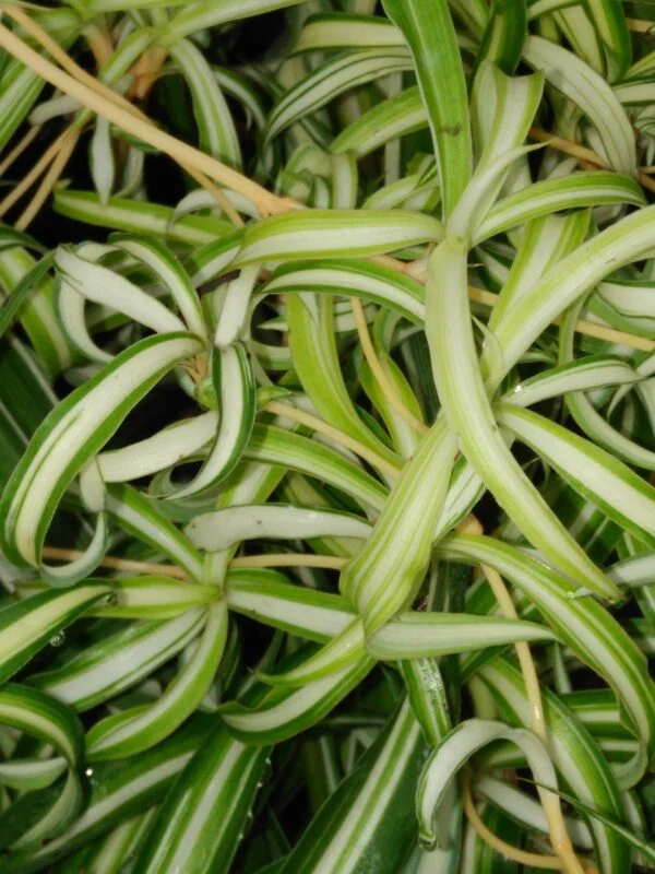 Chlorophytum comosum Bonnie, foto 2