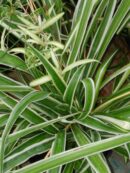 Clorophytum comosum, Falangio