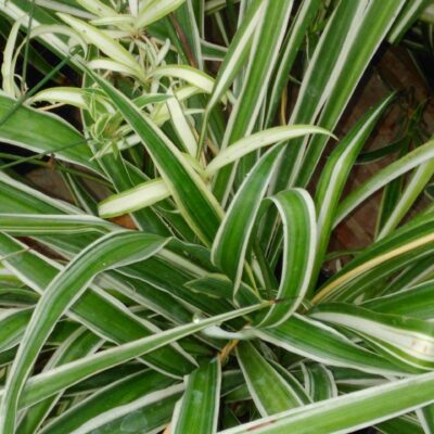 Clorophytum comosum, Falangio