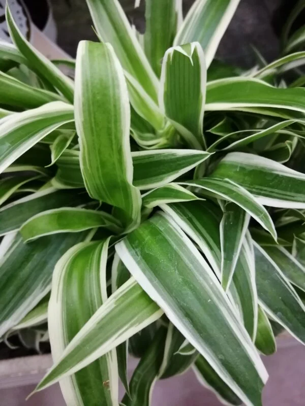 Clorophytum comosum Ocean, pianta per orto e cucina