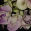 Cochliasanthus caracalla, Vigna caracalla, pianta da esterno