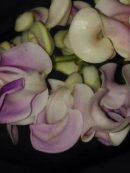 Cochliasanthus caracalla, Vigna caracalla