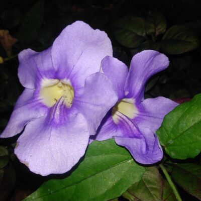 Thumbergia grandiflora