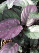 Hemigraphis alternata