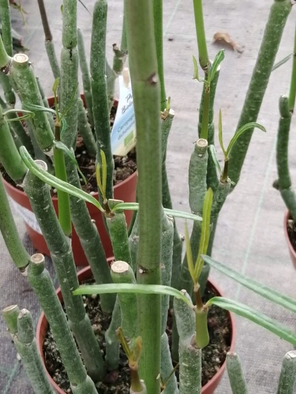 Ceropegia dichotoma, pianta da interno