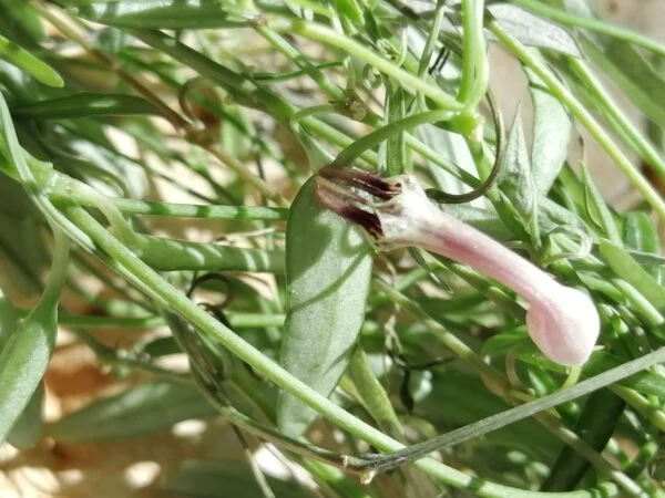 Commelina tuberosa Hopleys Variegated, foto 4