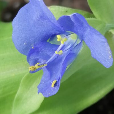 Commelina tuberosa Hopleys Variegated
