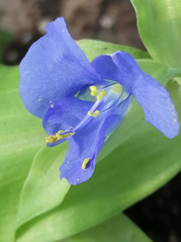 Commelina tuberosa Hopleys Variegated, pianta da esterno