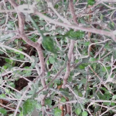 Corokia cotoneaster
