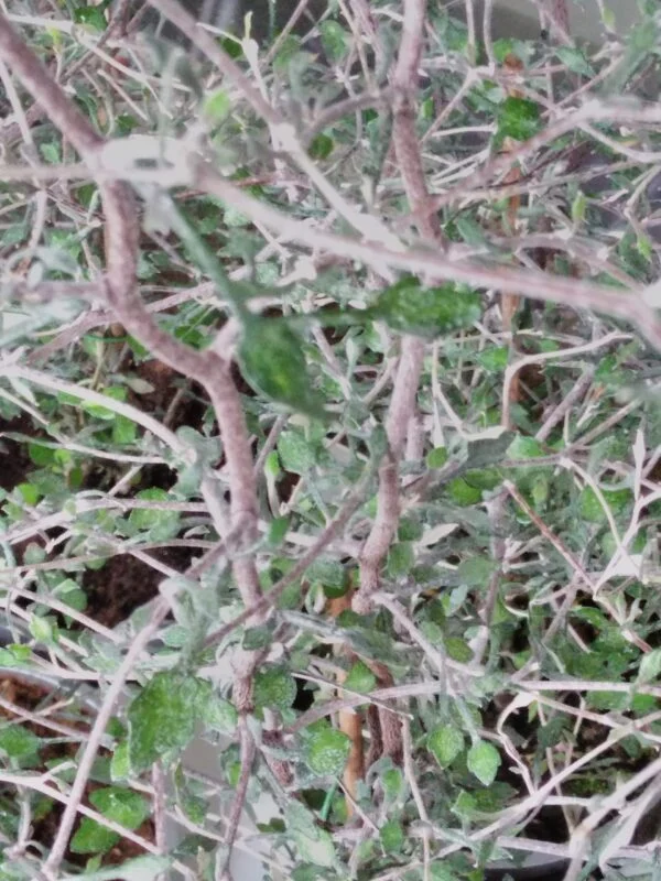 Corokia cotoneaster, pianta da esterno