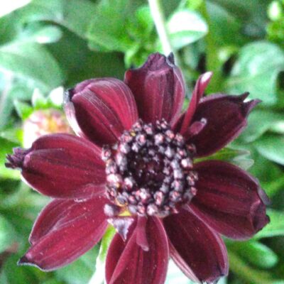 Cosmos atrosang. 'Chocolate'