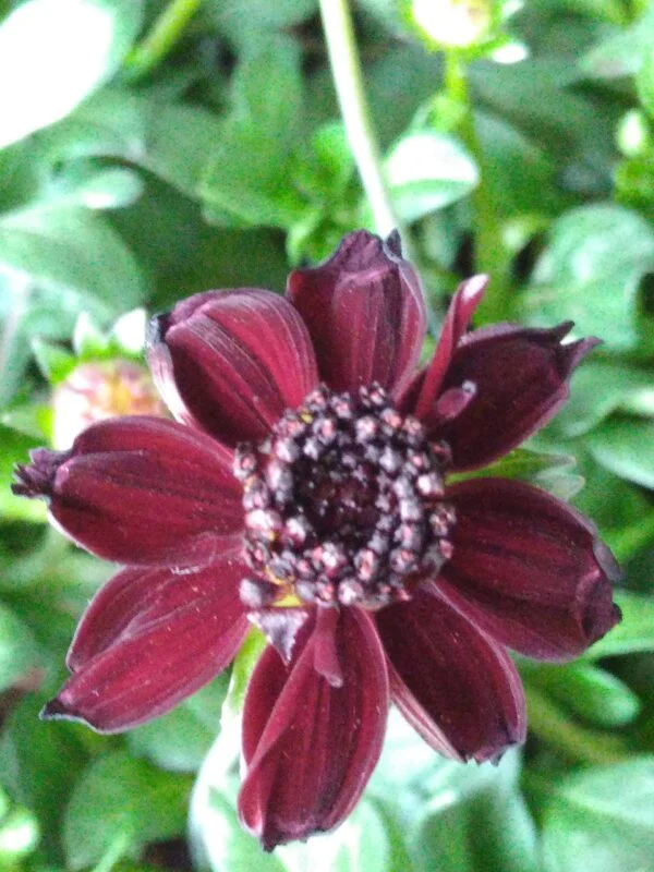 Cosmos atrosang. ‘Chocolate’, pianta da esterno