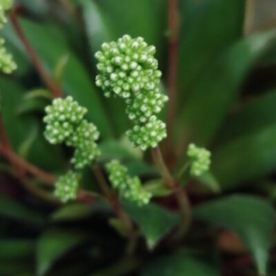 Crassula orbicularis var. rosularis