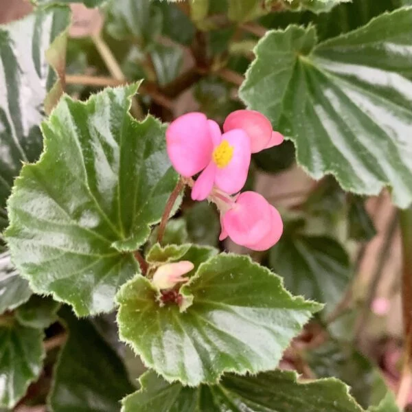 Begonia cucullata Willdenow, foto 2