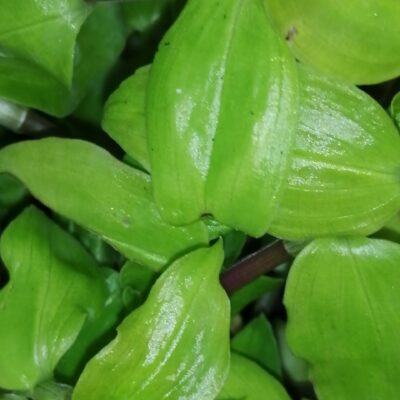 Callisia Morning Light