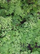 Adiantum capillus-veneris Capelvenere