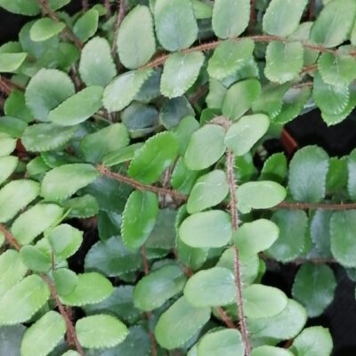 Pellaea rotundifolia