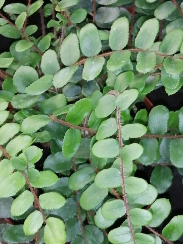 Pellaea rotundifolia, pianta da interno