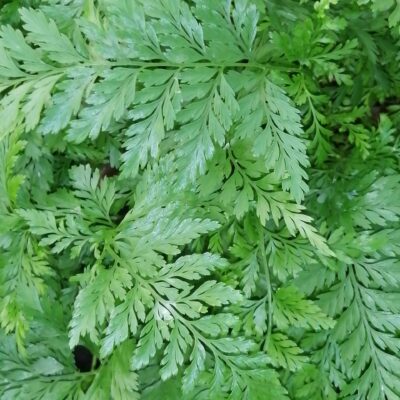 Davallia humata tyermanii, White Rabbit's foot Fern