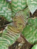 Cryptanhtus Black Mystic