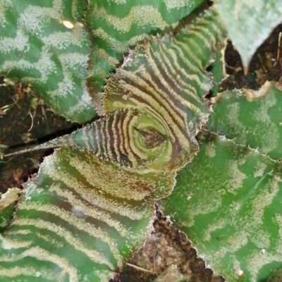 Cryptanhtus Black Mystic