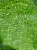 Calathea Network, the Zebra plant