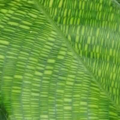 Calathea Network, the Zebra plant